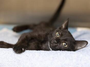 PHOEBE -  Domestic Short Hair Cat for Adoption in Phoenix, Arizona - PHOEBE | PetCurious