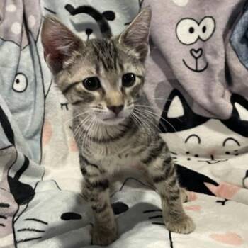 Tychus -  Domestic Short Hair Cat for Adoption in Bentonville, Arkansas - Tychus | PetCurious