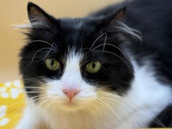Fynn -  Domestic Long Hair Cat for Adoption in Portland, Oregon - Fynn | PetCurious