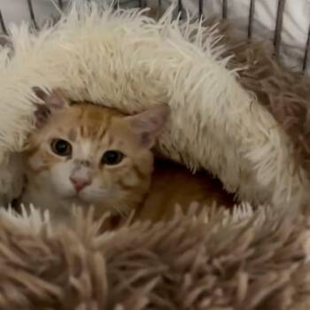 Melon -  Domestic Short Hair Cat for Adoption in Spring Hill, Florida - Melon | PetCurious