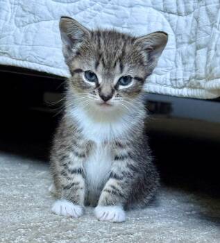 Yolani -  Domestic Short Hair and Manx Cat for Adoption in Asheville, North Carolina - Yolani | PetCurious