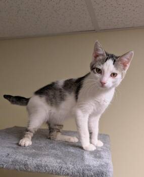 Demi -  Domestic Short Hair Cat for Adoption in Millcreek, Utah - Demi | PetCurious