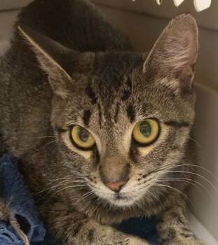 Minerva -  Domestic Short Hair Cat for Adoption in Eugene, Oregon - Minerva | PetCurious