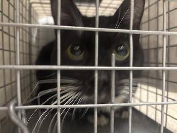 Domestic Short Hair Cats Available for Adoption in Las Vegas, Nevada - MCGRIDDLE | PetCurious