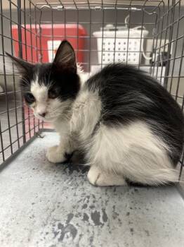TWIG -  Domestic Short Hair Cat for Adoption in Las Vegas, Nevada - TWIG | PetCurious