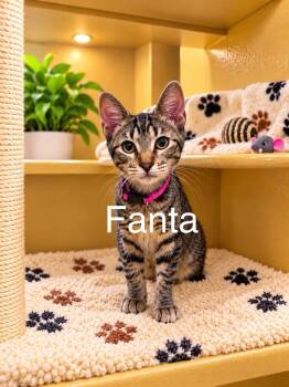 Fanta -  Tabby Cat for Adoption in Tucson, Arizona - Fanta | PetCurious