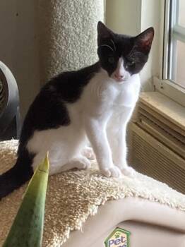 Ziggy -  Domestic Short Hair Cat for Adoption in Honolulu, Hawaii - Ziggy | PetCurious