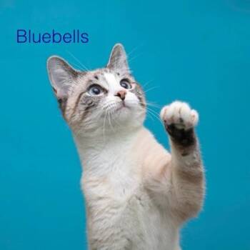 Bluebells -  Domestic Short Hair and Siamese Cat for Adoption in Parma, Ohio - Bluebells | PetCurious