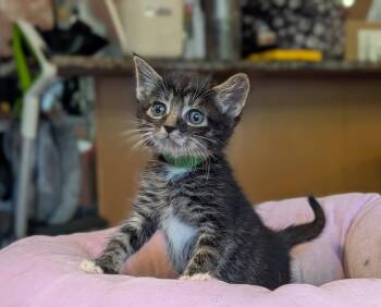 Luciano (green collar) -  Domestic Short Hair Cat Available for Adoption - Luciano (green Collar) | PetCurious