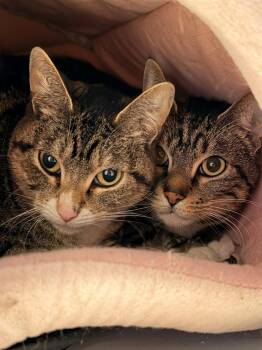 Domestic Short Hair Cats Available for Adoption in Vancouver, Washington - Seth | PetCurious
