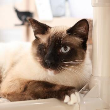 Sparrow -  Siamese Cat for Adoption in Los Angeles, California - Sparrow | PetCurious