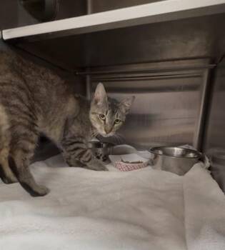 Domestic Short Hair Cats Available for Adoption in Jacksonville, Florida - BUGGER | PetCurious