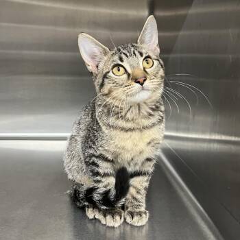 Liv -  Domestic Short Hair Cat for Adoption in Pauls Valley, Oklahoma - Liv | PetCurious