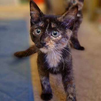 Salem -  Domestic Short Hair Cat for Adoption in Kansas City, Missouri - Salem | PetCurious