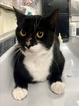 CRUSELLA -  Domestic Short Hair Cat for Adoption in Woodland, California - CRUSELLA | PetCurious