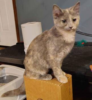 Domestic Short Hair Cats Available for Adoption - Malt | PetCurious