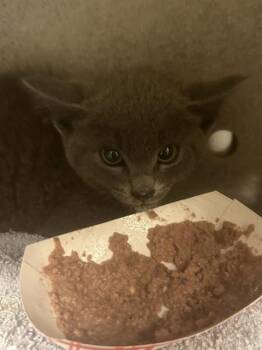 LEON -  Domestic Short Hair Cat for Adoption in Kent, Washington - LEON | PetCurious
