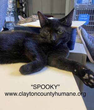 Rescue Domestic Short Hair Cats for Adoption in Locust Grove, Georgia - Spooky - CCHS | PetCurious