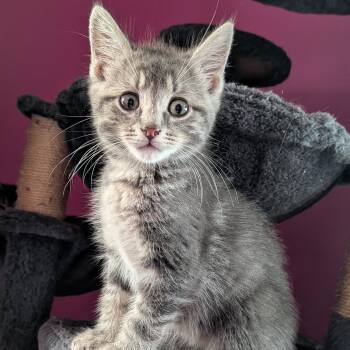 James -  Domestic Short Hair Cat for Adoption in Hudsonville, Michigan - James | PetCurious