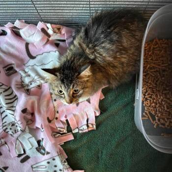 Cricket -  Domestic Long Hair Cat for Adoption in Nampa, Idaho - Cricket | PetCurious