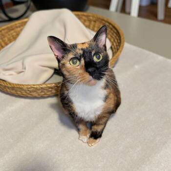 Rescue Calico and Tortoiseshell Cats for Adoption in Chuckey, Tennessee - Hillie-CT | PetCurious