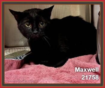 MAXWELL -  Domestic Short Hair Cat for Adoption in Marietta, Georgia - MAXWELL | PetCurious