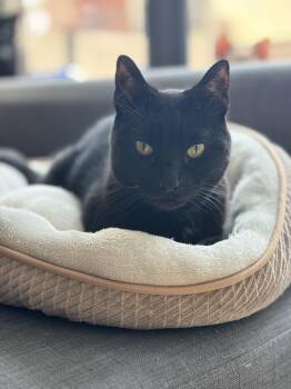 Rescue Domestic Short Hair Cats for Adoption in New York, New York - Suede | PetCurious
