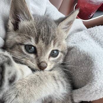 Opalite--In Foster -  Domestic Short Hair Cat for Adoption in Fargo, North Dakota - Opalite--In Foster | PetCurious
