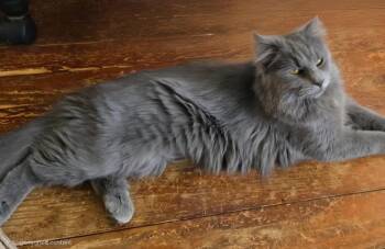 Domestic Long Hair Cats Available for Adoption - Silver Q | PetCurious