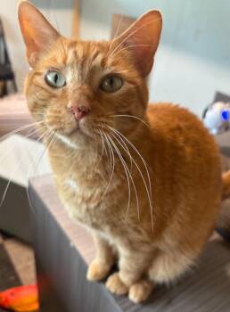 Twilight -  Domestic Short Hair Cat for Adoption in Centerville, Georgia - Twilight | PetCurious