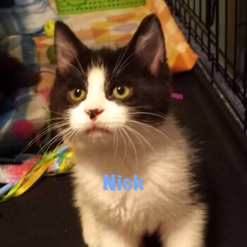 Nick -  Domestic Medium Hair Cat for Adoption in Parkersburg, West Virginia - Nick | PetCurious