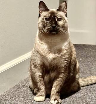 Rescue Siamese Cats for Adoption in Long Beach, New York - Ming Li | PetCurious