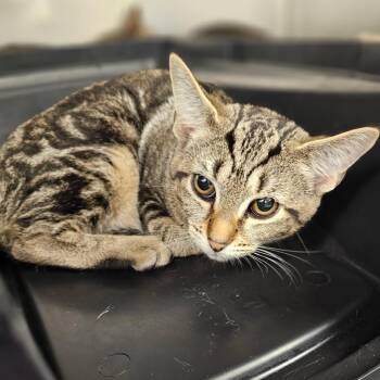 Domestic Short Hair Cats Available for Adoption in Medford, Oregon - Jennie | PetCurious