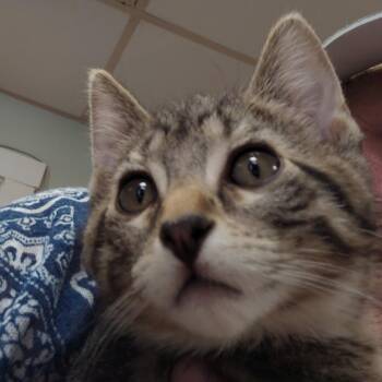 Mark -  Domestic Short Hair Cat for Adoption in Spokane, Washington - Mark | PetCurious