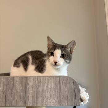 Sadie -  Domestic Short Hair Cat for Adoption in Seneca, South Carolina - Sadie | PetCurious