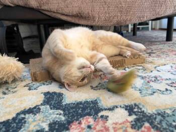 Hercules -  Domestic Short Hair Cat for Adoption in Fairfax, Virginia - Hercules | PetCurious