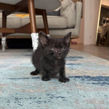 Lasagna -  Domestic Short Hair Cat for Adoption in San Francisco, California - Lasagna | PetCurious