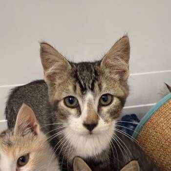 Chester -  Domestic Short Hair Cat for Adoption in Layton, Utah - Chester | PetCurious