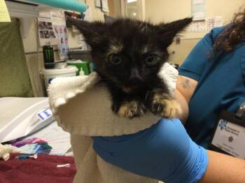 Domestic Short Hair Cats Available for Adoption in Riverside, California - SPORTY | PetCurious