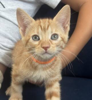Skittles (A142066) -  Tabby Cat for Adoption in Burbank, California - Skittles (A142066) | PetCurious