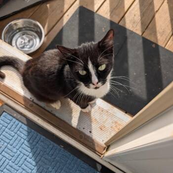 Tweety -  Domestic Short Hair Cat for Adoption in Harrisonburg, Virginia - Tweety | PetCurious