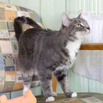 Domestic Short Hair Cats Available for Adoption in Mckean, Pennsylvania - Kerfuffle | PetCurious