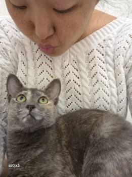 Mitzi -  Domestic Short Hair Cat for Adoption in Dallas, Texas - Mitzi | PetCurious