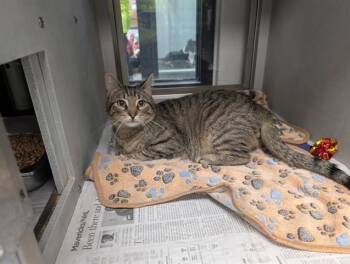 Domestic Short Hair Cats Available for Adoption in Rowlett, Texas - PETEY | PetCurious