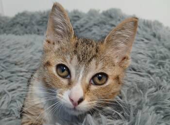 AJ -  Domestic Short Hair Cat for Adoption in Cullowhee, North Carolina - AJ | PetCurious