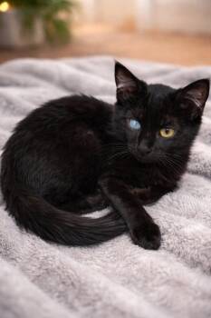 Domestic Medium Hair Cats Available for Adoption in Pineville, Louisiana - Baron | PetCurious