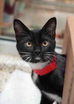 Harper Lee 64180 -  Domestic Short Hair Cat for Adoption in Aiken, South Carolina - Harper Lee 64180 | PetCurious