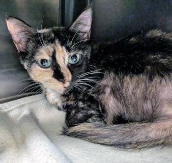 Marble (at Smitten Kitten) -  Domestic Short Hair Cat for Adoption in Fishers, Indiana - Marble (at Smitten Kitten) | PetCurious