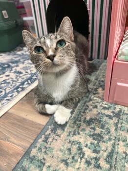 Mama Justice -  Domestic Short Hair Cat for Adoption in Amherst, Virginia - Mama Justice | PetCurious