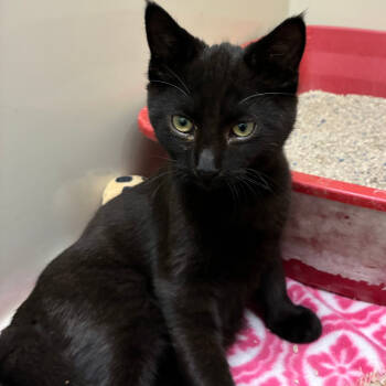 Rescue Domestic Short Hair Cats for Adoption in St. Helena, California - Toto | PetCurious